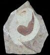 Fossil Aglaspid (Tremaglaspis) - Morocco #71571-1
